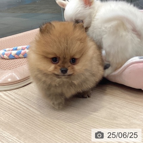 ポメラニアンの写真