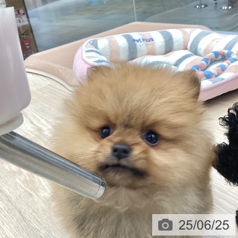 ポメラニアンの写真