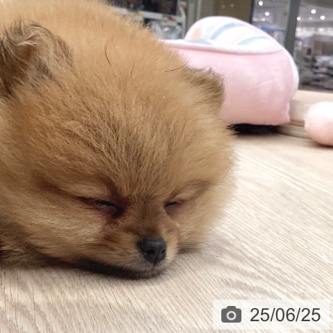 ポメラニアンの写真