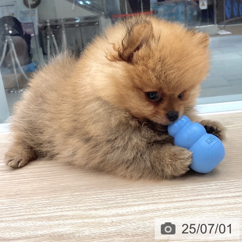 ポメラニアンの写真