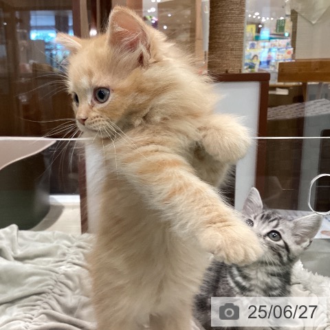 ラガマフィンの写真