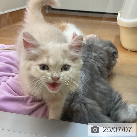 ラガマフィンの写真