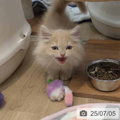 ラガマフィンの写真