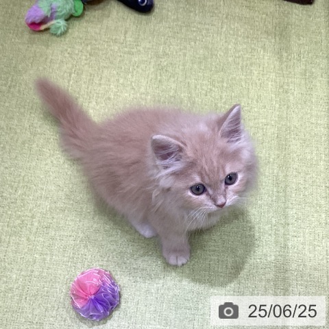 ラガマフィンの写真