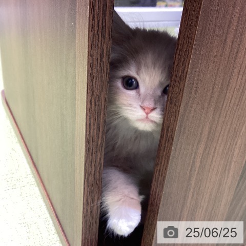 ラガマフィンの写真