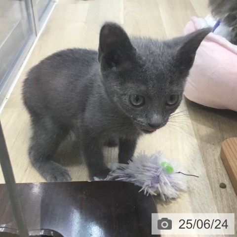 ロシアンブルーの写真