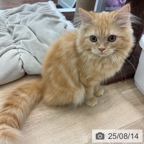 ラガマフィンの写真