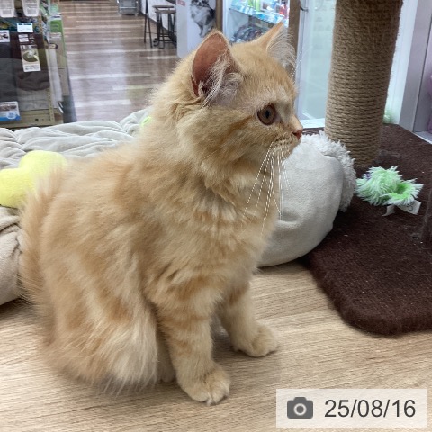ラガマフィンの写真