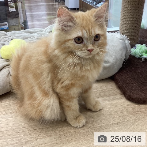 ラガマフィンの写真
