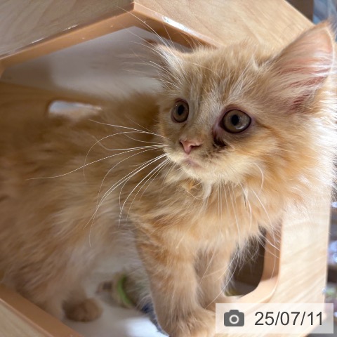 ラガマフィンの写真