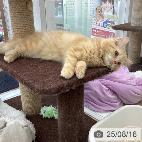 ラガマフィンの写真
