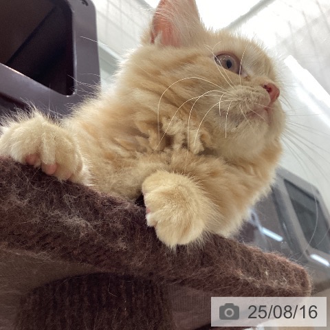 ラガマフィンの写真