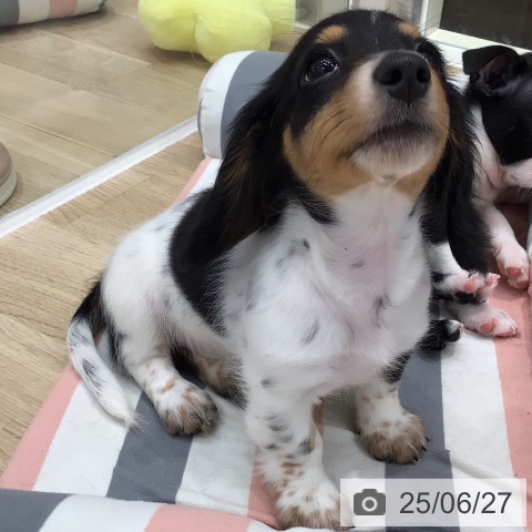 ミニチュア・ダックスフンドの写真