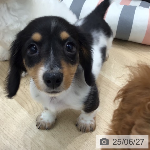 ミニチュア・ダックスフンドの写真