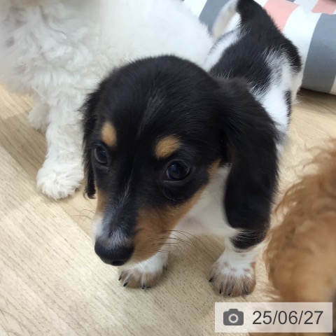 ミニチュア・ダックスフンドの写真