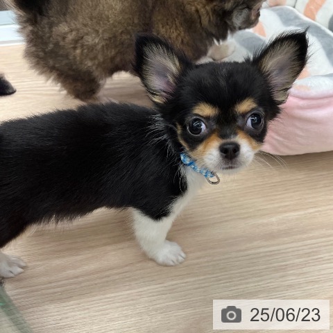 チワワの写真