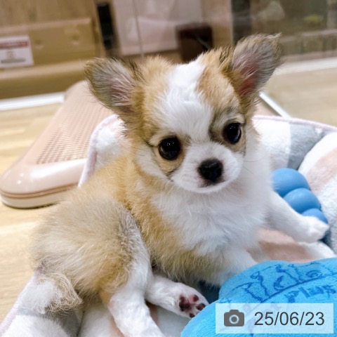 チワワの写真