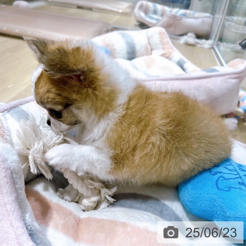 チワワの写真