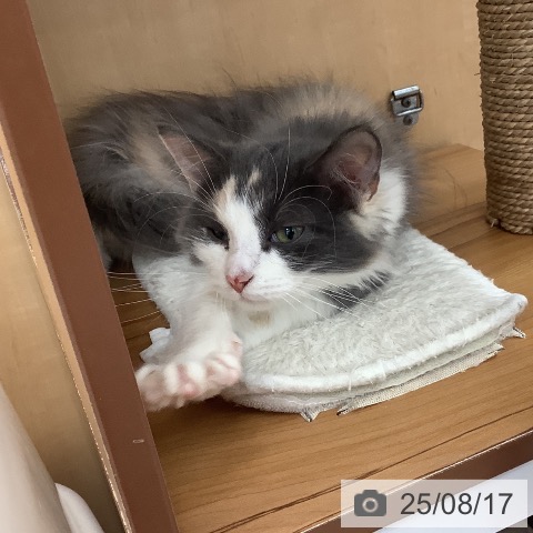ノルウェージャンフォレストキャットの写真