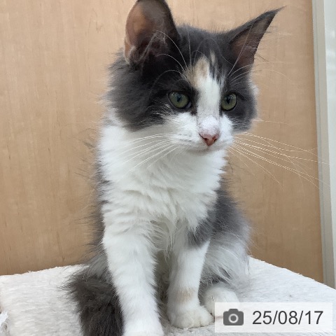 ノルウェージャンフォレストキャットの写真