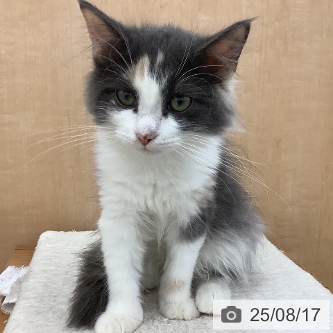 ノルウェージャンフォレストキャットの写真