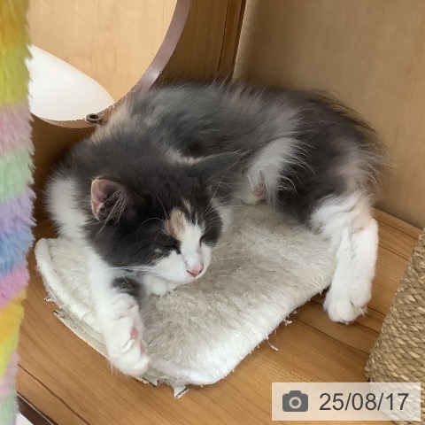 ノルウェージャンフォレストキャットの写真