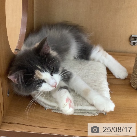 ノルウェージャンフォレストキャットの写真
