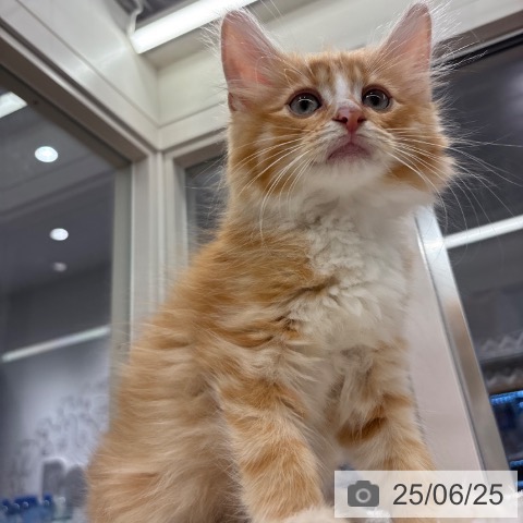 ノルウェージャンフォレストキャットの写真