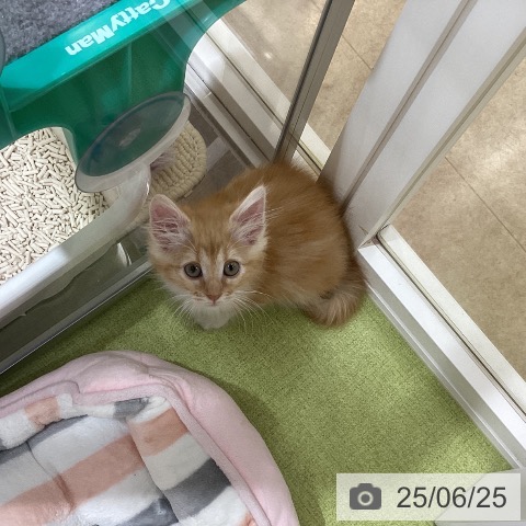 ノルウェージャンフォレストキャットの写真