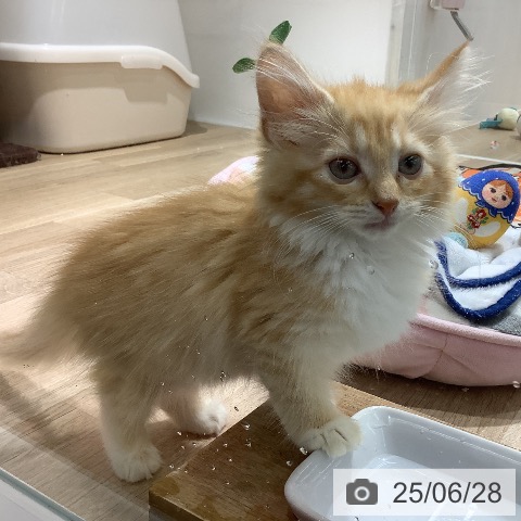 ノルウェージャンフォレストキャットの写真