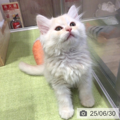 ラガマフィンの写真