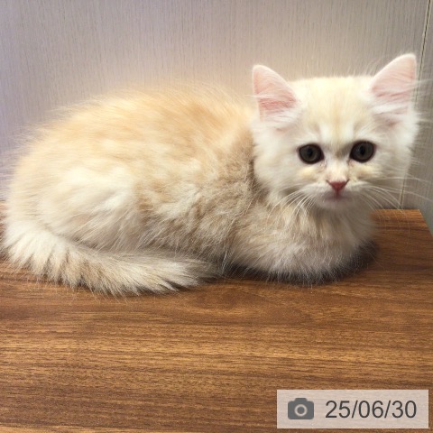ラガマフィンの写真
