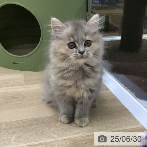 ラガマフィンの写真