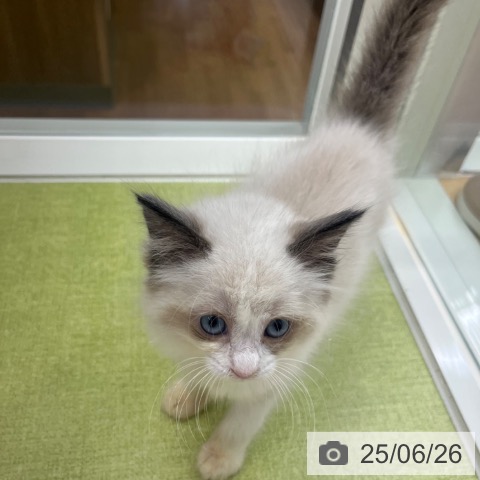 ラグドールの写真