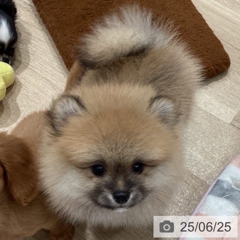 ポメラニアンの写真