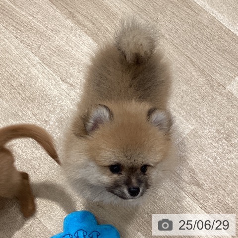 ポメラニアンの写真