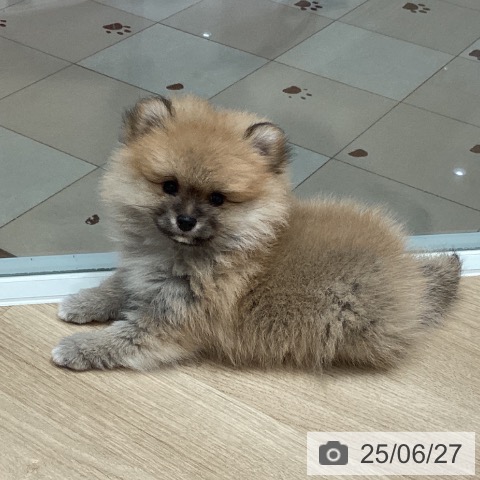 ポメラニアンの写真