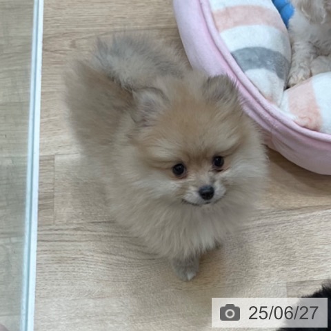 ポメラニアンの写真
