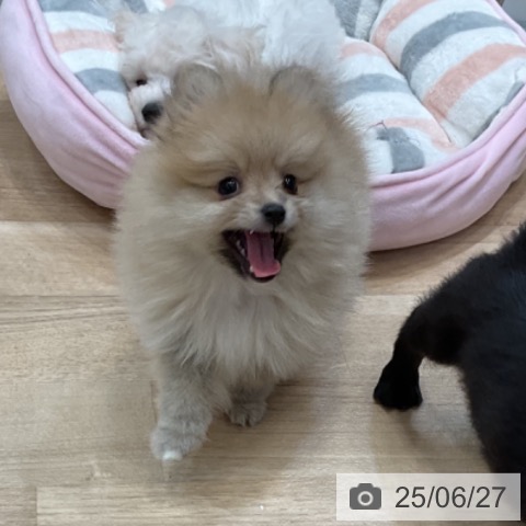 ポメラニアンの写真