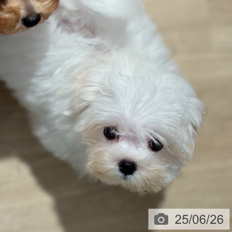 マルチーズの写真