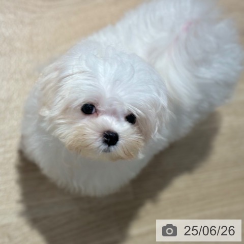 マルチーズの写真