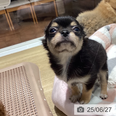 チワワの写真