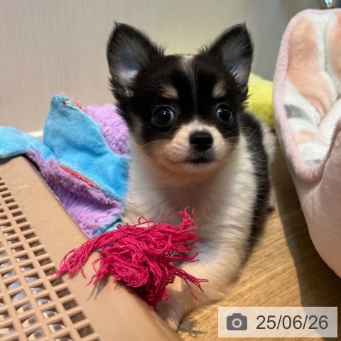 チワワの写真