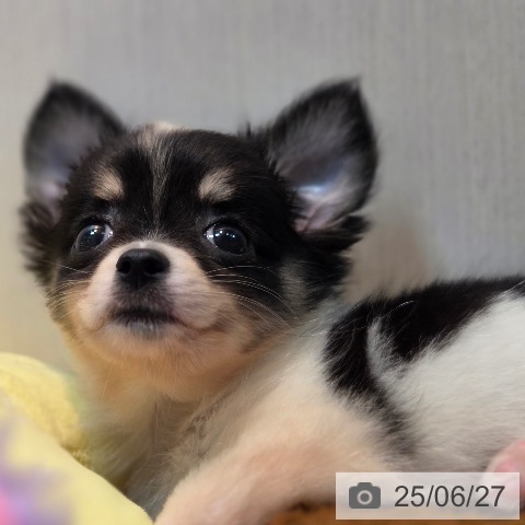 チワワの写真