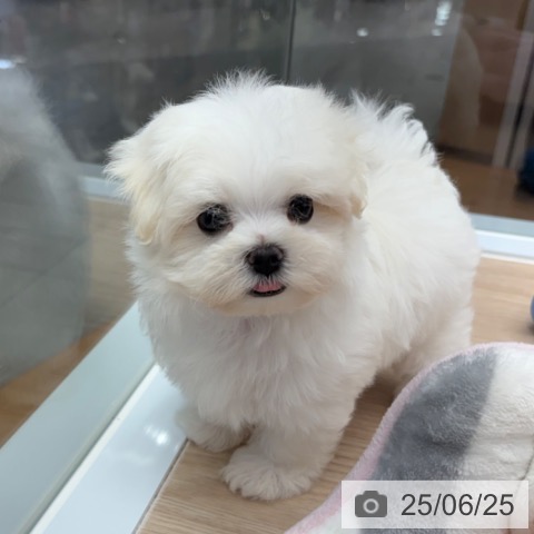 マルチーズの写真