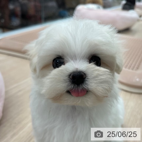 マルチーズの写真