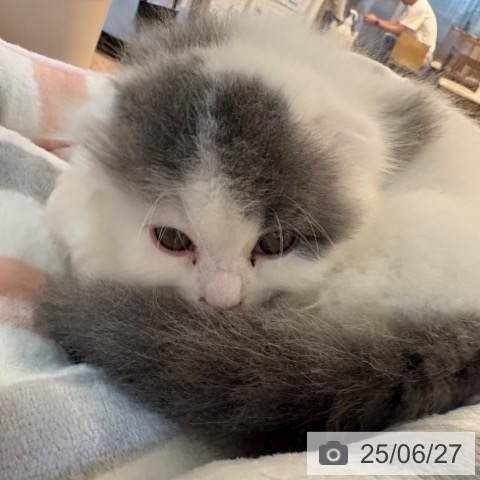 スコティッシュフォールドの写真