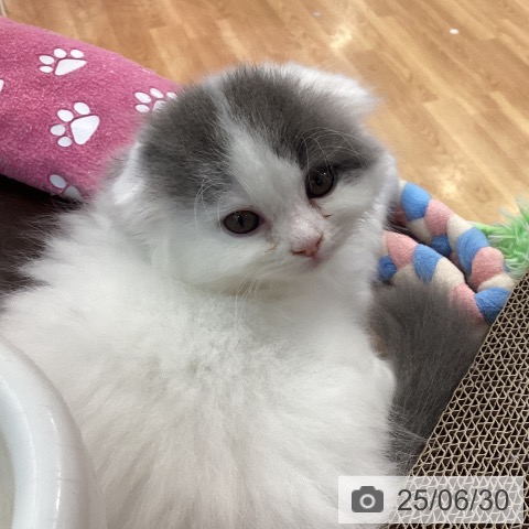 スコティッシュフォールドの写真