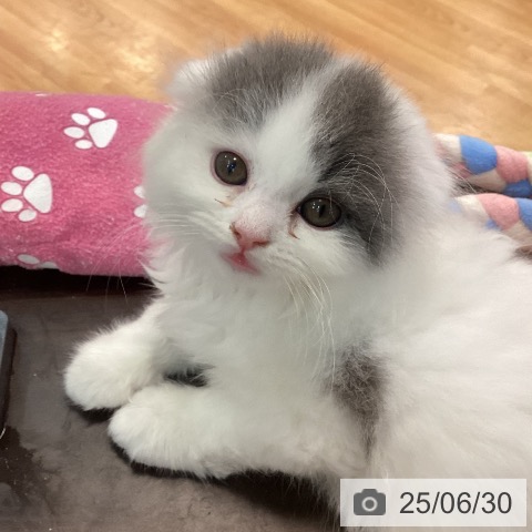 スコティッシュフォールドの写真