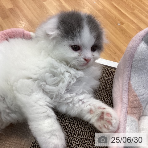 スコティッシュフォールドの写真